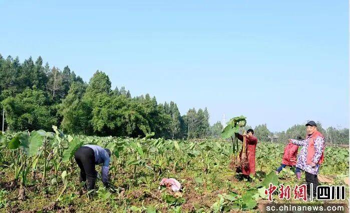 省媒体报道了南充“三农”这些工作MG不朽情缘媒体看南充 近期国(图3)