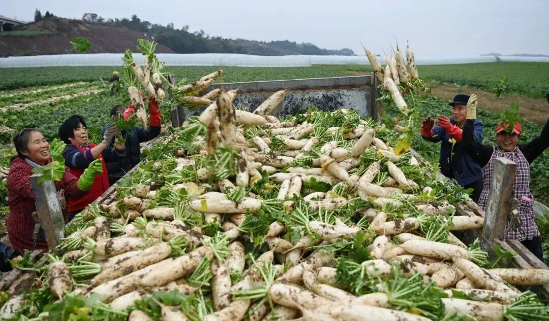 省媒体报道了南充“三农”这些工作MG不朽情缘媒体看南充 近期国(图4)