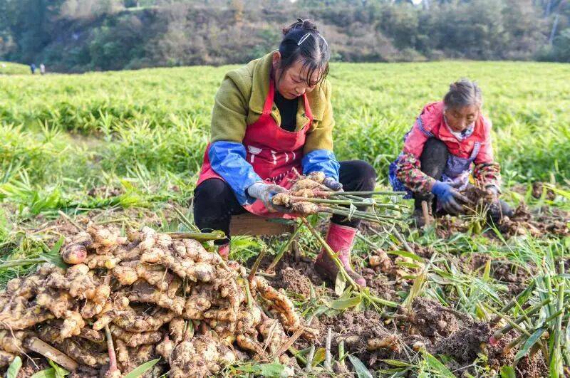 省媒体报道了南充“三农”这些工作MG不朽情缘媒体看南充 近期国(图23)
